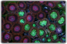 Pink Bullseye and Bright Green Zoanthids